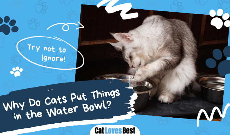 Cats Put Things in the Water Bowl