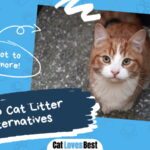 Cheap Cat Litter Alternatives