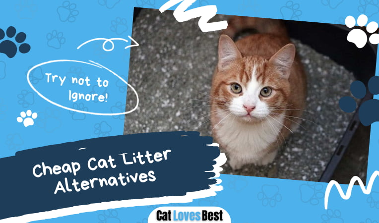 Cheap Cat Litter Alternatives