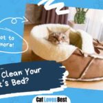 How To Clean Your Cats Bed