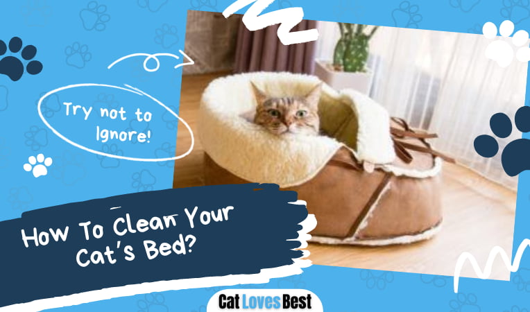 How To Clean Your Cats Bed