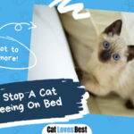 How To Stop A Cat From Peeing On Bed