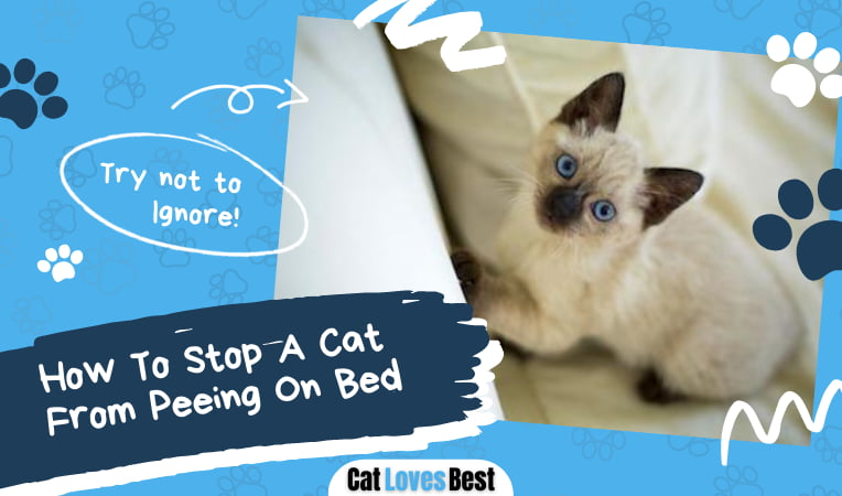 How To Stop A Cat From Peeing On Bed