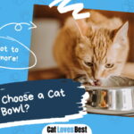 How to Choose a Cat Bowl