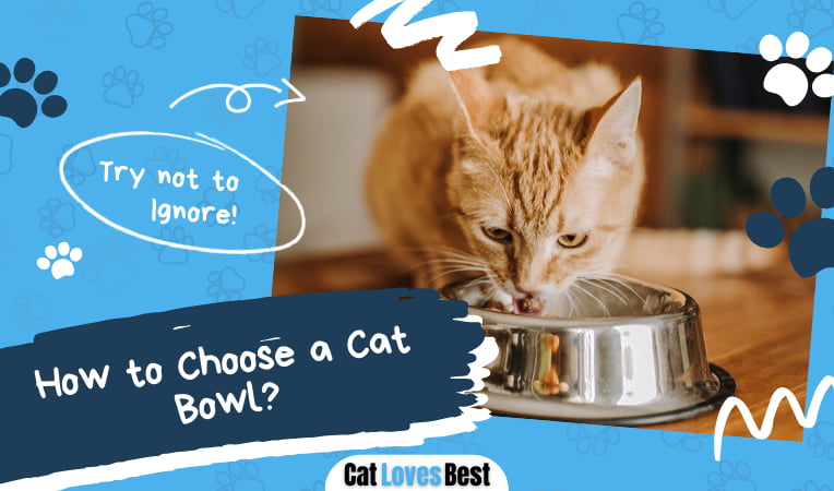 How to Choose a Cat Bowl