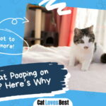 Is Your Cat Pooping On The Bed