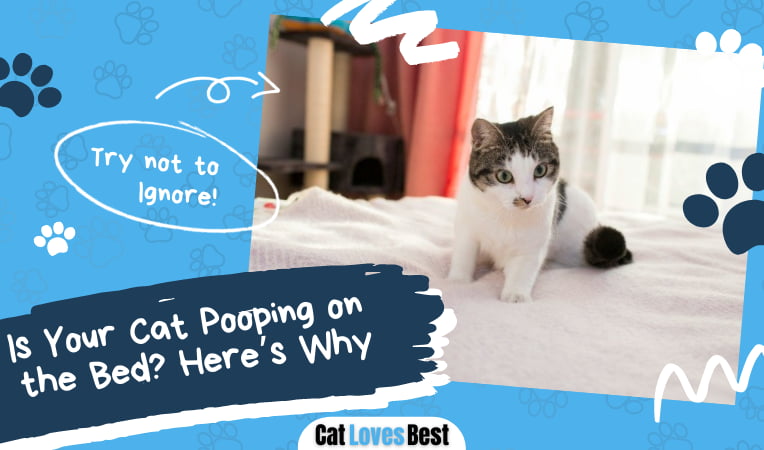 Is Your Cat Pooping On The Bed