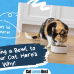 Stop Using a Bowl to Feed Your Cat