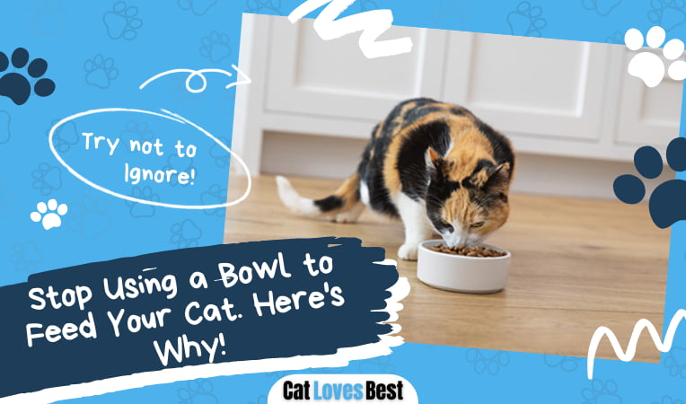 Stop Using a Bowl to Feed Your Cat