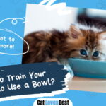 Train Your Kitten to Use a Bowl