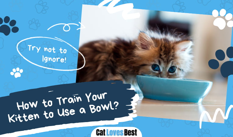 Train Your Kitten to Use a Bowl