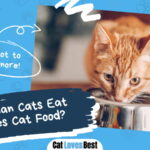 What Can Cats Eat Besides Cat Food