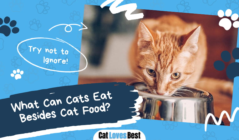 What Can Cats Eat Besides Cat Food