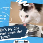 Why Won’t My Cat Drink Water From Her Bowl