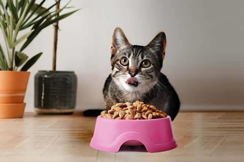 are cat food bowls harmful