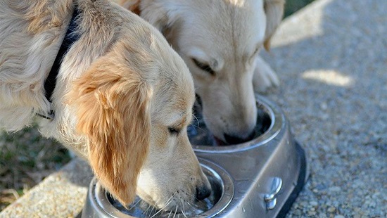 can dogs eat cat food