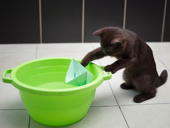 cat drops things in water bowl