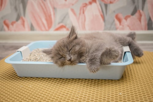 cat laying in litter box