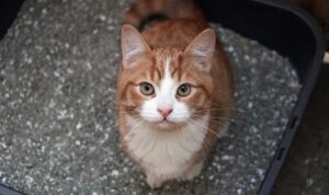 Cheap Cat Litter Alternatives: What Can I Use Instead of Cat Litter?