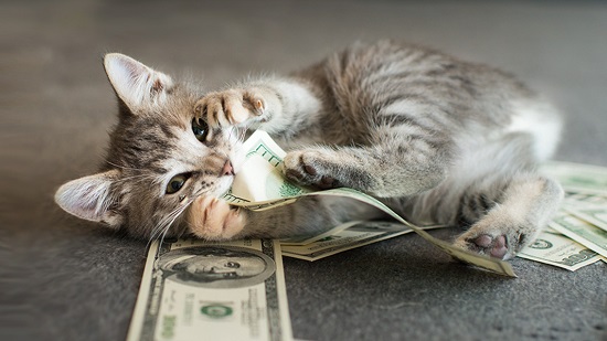 cat litter monthly cost
