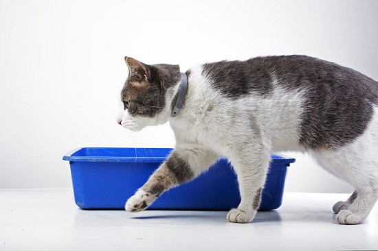 cat meows in the litter box