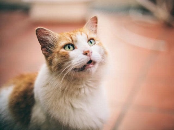 cat meows when using the litter box