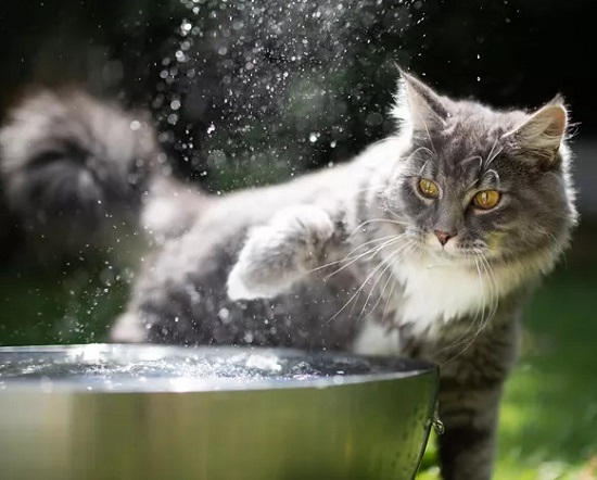 cat move her water bowl