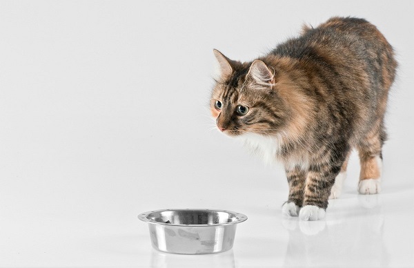 cat peeing in her food bowl
