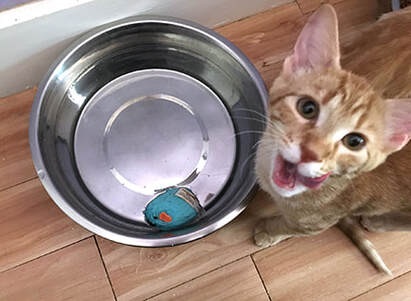 cat put things in her water bowl