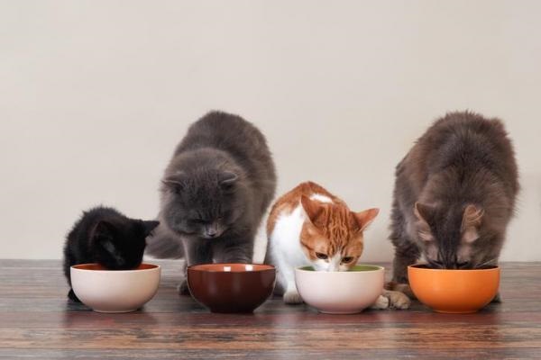 cat should eat from elevated bowls