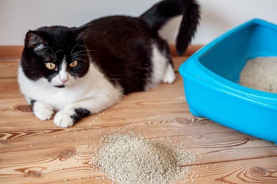 cat spilling litter