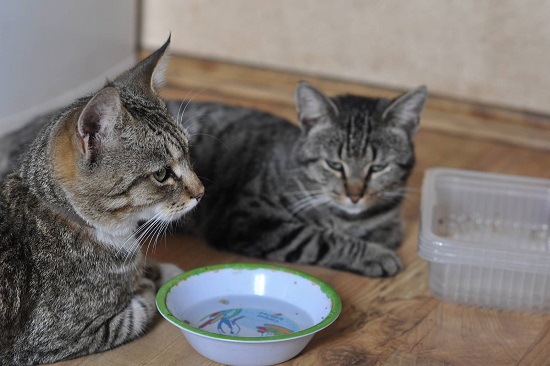 cat won't drink water