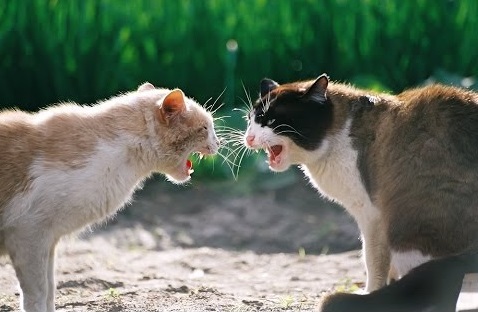 cats fight