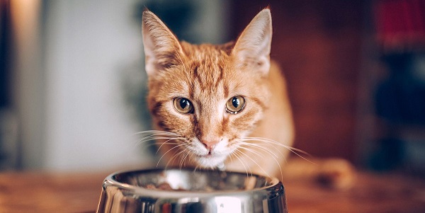 chicken meal in cat food