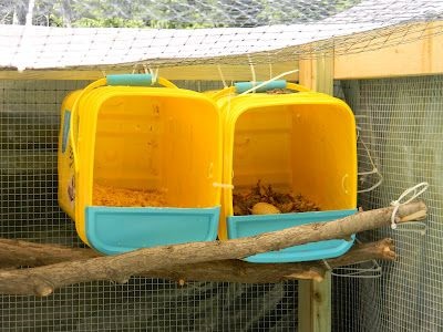chicken nesting boxes