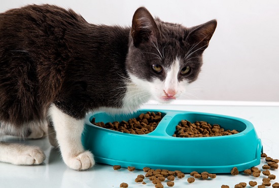 choosing the right cat bowl