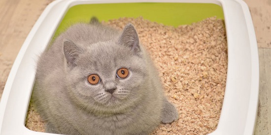 depth of cat litter