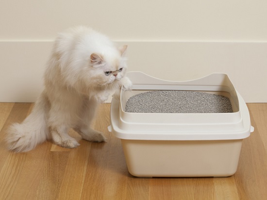 do cats need an extra litter box