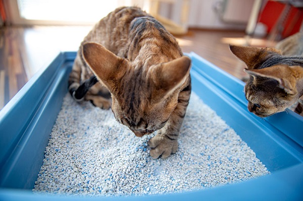 how deep should cat litter be