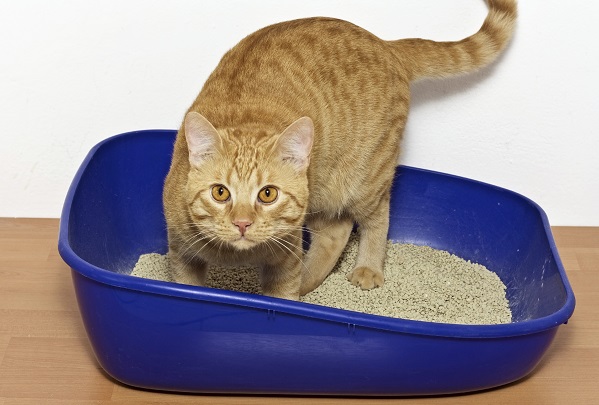 how many litter boxes per cat do you need