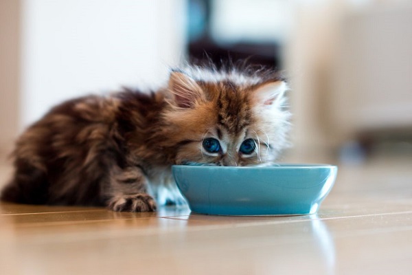 how much wet food to feed a cat
