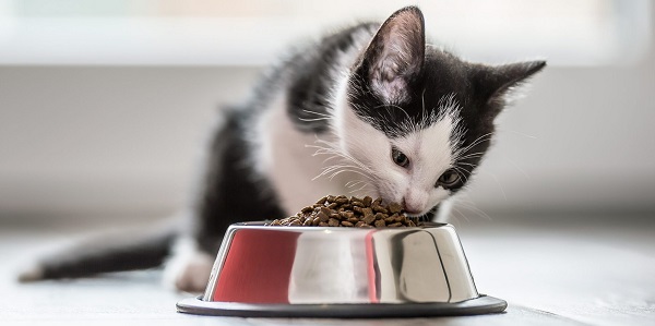 how to choose a cat bowl