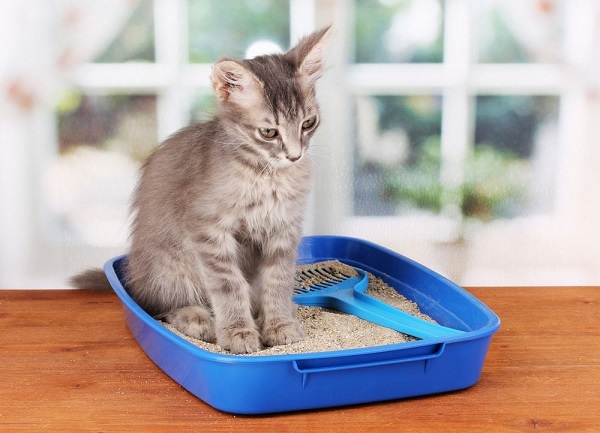 how to get free cat litter