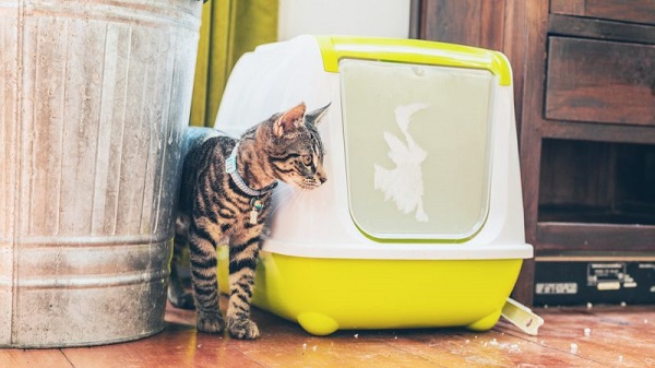 how to introduce a new litter box to your cat