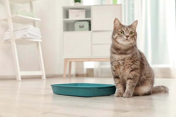 how to make cat litter last longer