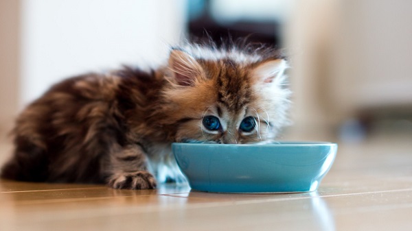 how to train your kitten to use a bowl