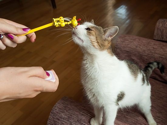 kitten clicker training