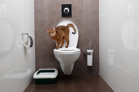 litter box in bathroom