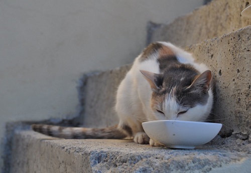 location of cat water bowl