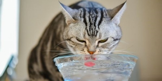 make cat drink water